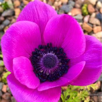 マゼンタの投稿画像一覧 Greensnap グリーンスナップ