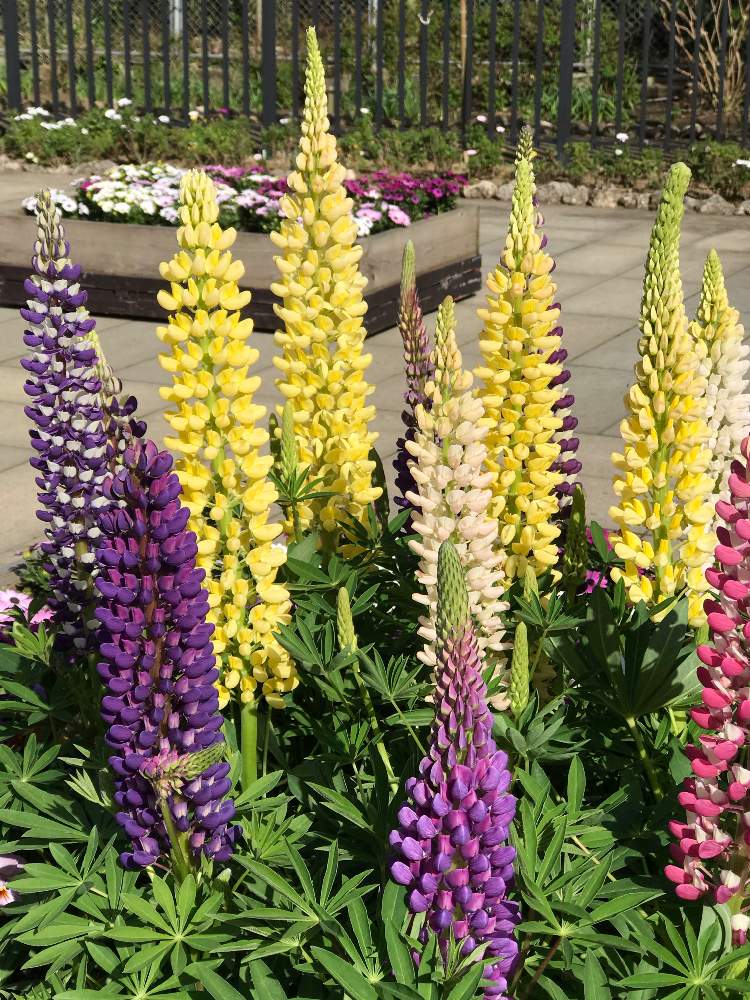 ルピナスの投稿画像 By まるぶさん 月3月21日 Greensnap グリーンスナップ