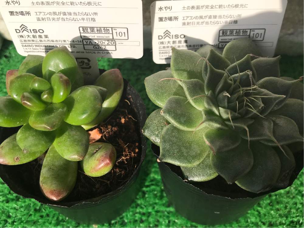 どきんお父ちゃん事様 多肉植物 Whirledpies Com