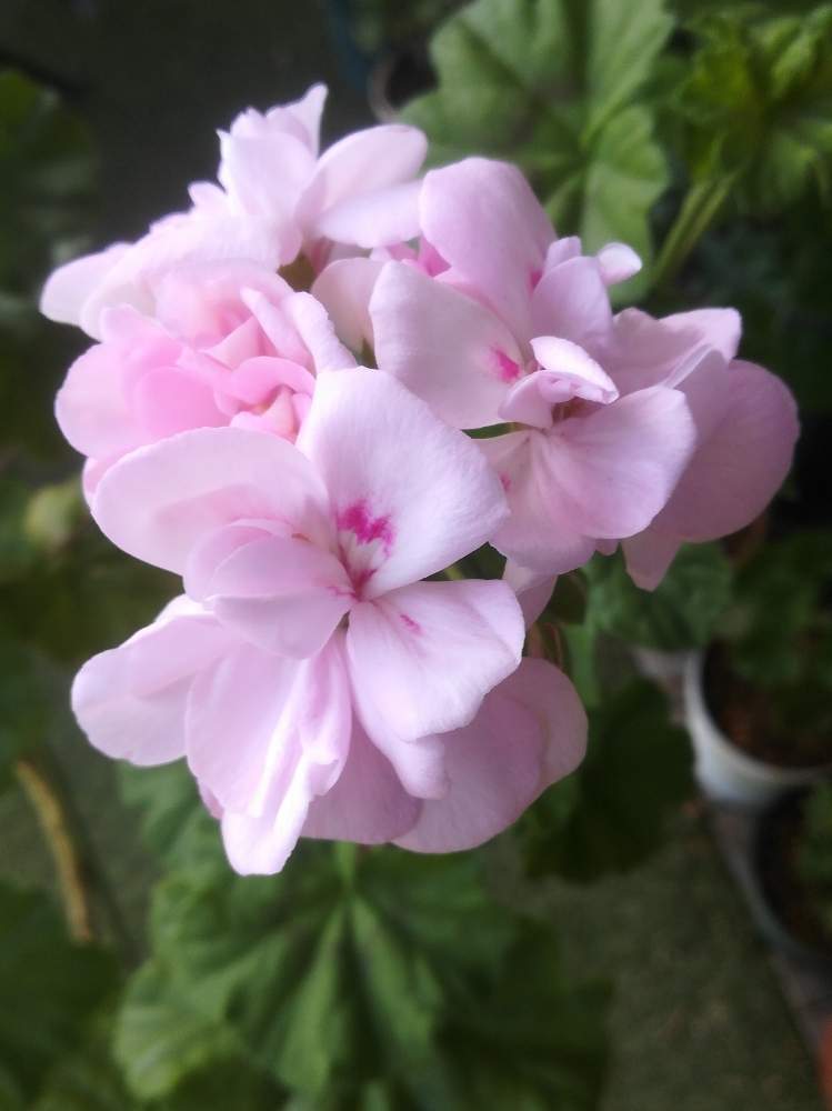 ゼラニウム マシュマロピンクの投稿画像 By るるさん ピンクの花と ゼラニウム と癒やしの時間と可愛いとガーデニングと花のある暮らしとバルコニー ベランダとピンクの花と ゼラニウムと癒やしの時間と可愛いとガーデニングと花のある暮らし 月3月22日