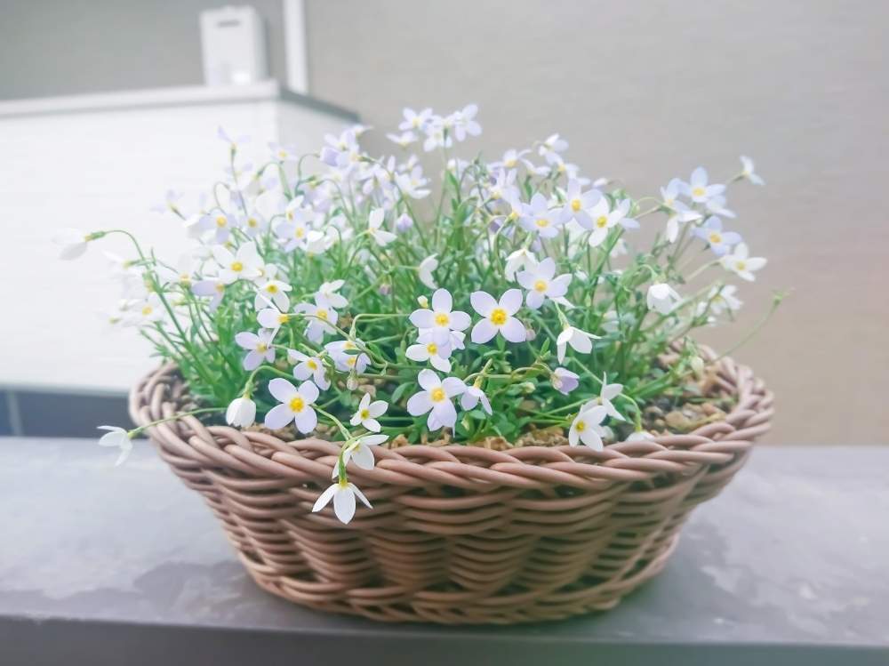 ヒナソウの投稿画像 By Taya S Lab さん 花のある暮らしと春のお手入れと春のお花と実験開始とカゴとカゴアレンジとカゴ寄せと小さな花と実験と山野草と 野花と繊細な花と青い花と ﾋﾅｿｳ と花のある暮らしと春のお手入れと春のお花と実験開始とカゴとカゴアレンジとカゴ