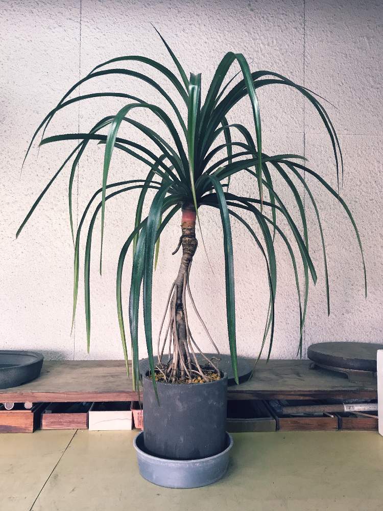 ビヨウタコノキの投稿画像 By Akiさん 観葉植物と盆栽鉢とわが家の観葉植物 と観葉植物のある暮らしとインテリアグリーン 月3月22日 Greensnap グリーンスナップ