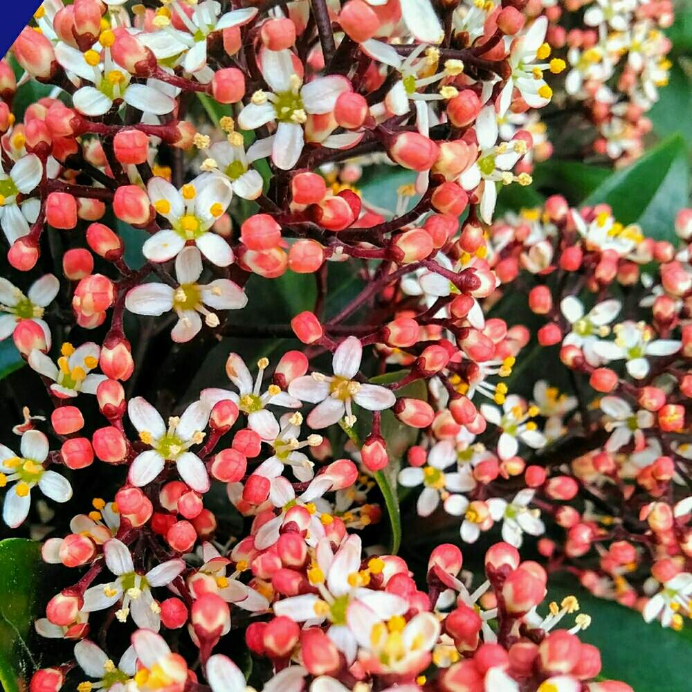 スキミアの投稿画像 By A Keさん 水栽培と観葉植物好きと散歩と生花好きと三重県とドライフラワーアレンジと花のある暮らしと多肉植物好き 月3月22日 Greensnap グリーンスナップ