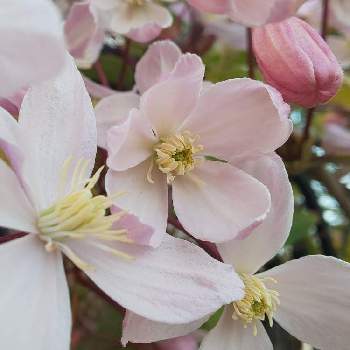 ｸﾚﾏﾁｽｱｰﾏﾝﾃﾞｨ ｱｯﾌﾟﾙﾌﾞﾛｯｻﾑの投稿画像一覧 Greensnap グリーンスナップ