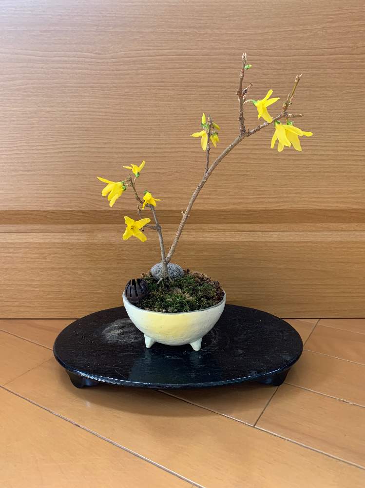 レンギョウの投稿画像 By Akitoryoさん 盆栽と黄色い花と雑木盆栽と清香園 月3月22日 Greensnap グリーンスナップ