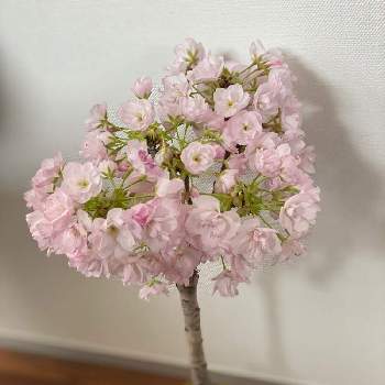 お部屋でお花見の画像 by にっさんさん | 部屋とさくら サクラ 桜と花のある暮らしとお部屋でお花見とGSでお買い物