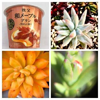 あらかると 町田市の投稿画像一覧 Greensnap グリーンスナップ