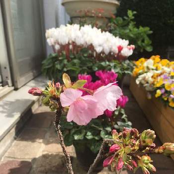 プライベートサロンの画像 by e-sakuraさん | 広い庭とハナカイドウと花のある暮らしとプライベートサロンとエステティックサロンと花迎え