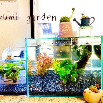 インテリア水槽の投稿画像一覧 Greensnap グリーンスナップ