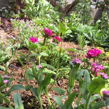 かすみ草の苗の投稿画像一覧 Greensnap グリーンスナップ