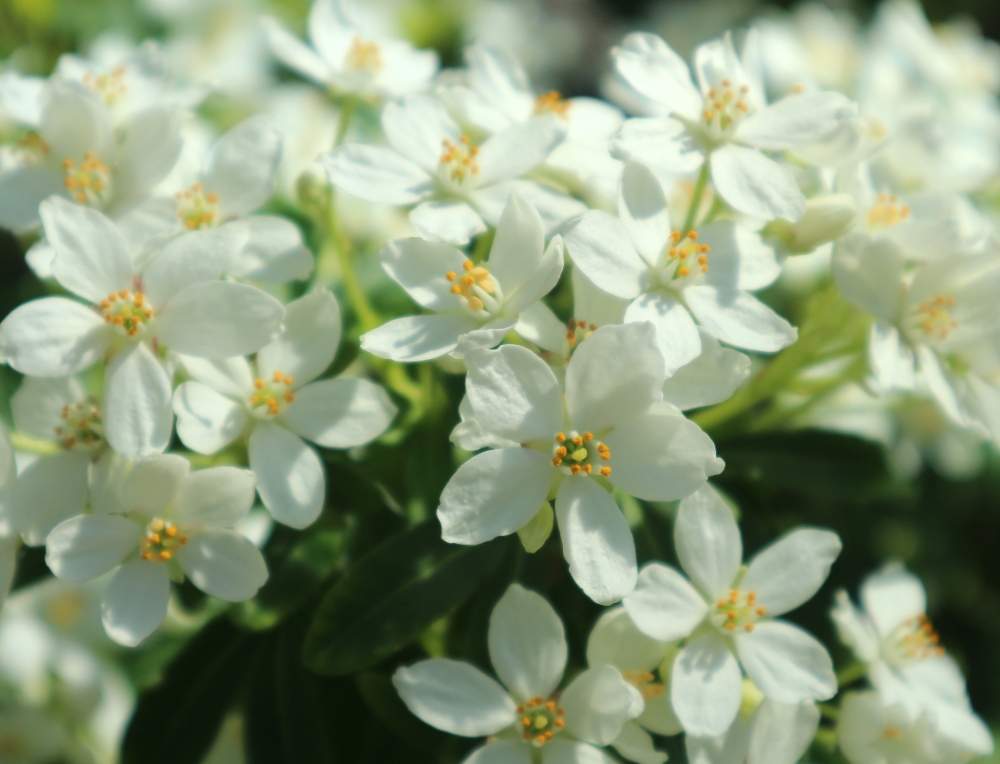 春の花散歩 岩見沢公園 四季彩館にて Greensnap グリーンスナップ