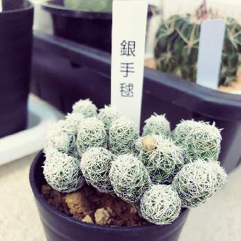 ナフコ鷲宮店の投稿画像一覧 Greensnap グリーンスナップ ナフコ鷲宮店の投稿画像一覧 Greensnap グリーンスナップ