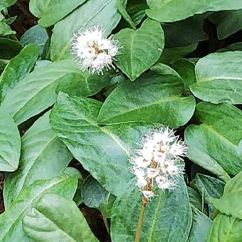 春のトラノオの投稿画像一覧 Greensnap グリーンスナップ