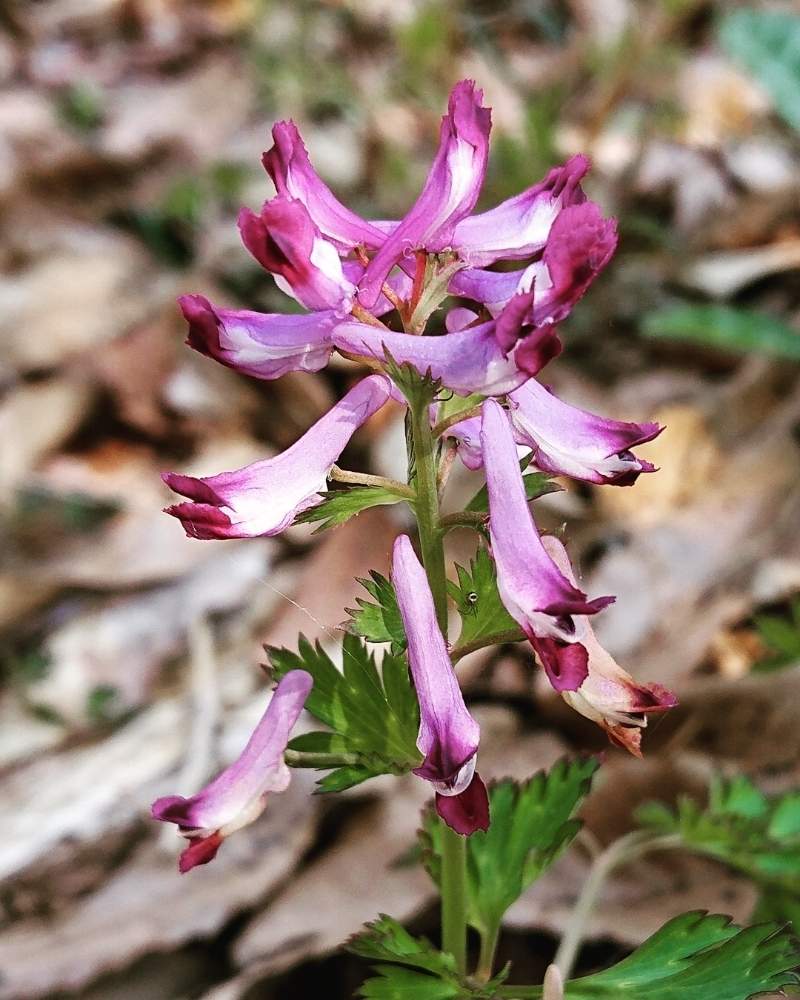 ムラサキケマンの投稿画像 By 醜男さん 紫華鬘とスマホ撮影と野草と山野草と雑草とエライオソーム 月3月22日 Greensnap グリーンスナップ