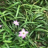 ハナニラの育て方 植え付け時期や植え替えの必要は 臭いはあるの Greensnap グリーンスナップ ハナニラの育て方 植え付け時期や植え替えの必要は 臭いはあるの Greensnap グリーンスナップ