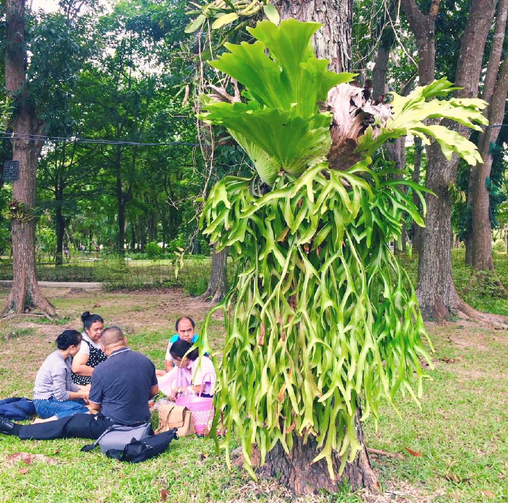 ビカクシダの投稿画像 By Mochiさん ビカクシダと海外の植物と植物のある暮らし 月3月22日 Greensnap グリーンスナップ