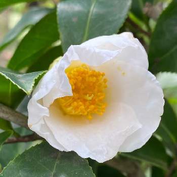 白侘助の画像 by nanairoFさん | 小さな庭と侘助と白い植物フォトコン2020と春がきた♪と白侘助と花のある暮らしとGS皆様ありがとうとGSの皆さまに感謝❤︎