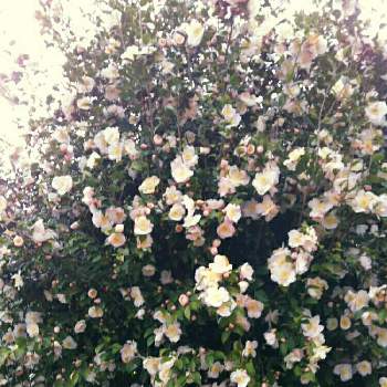 久し振りの画像 by キンちゃんさん | ご近所へ散歩と木全体が花とつばきの花と曇り空☁°と久し振り
