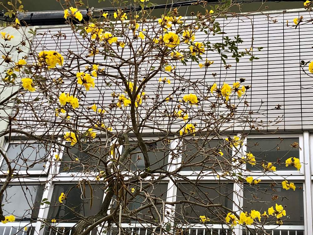 イペーの投稿画像 By ゆみさん 街路樹と花のある暮らしと沖縄と熱帯花木 月3月22日 Greensnap グリーンスナップ