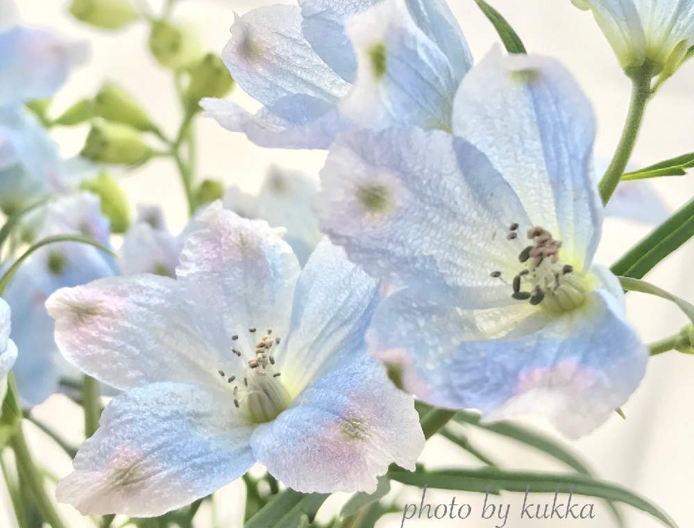 デルフィニウムの投稿画像 By Kukkaさん 逆光と切り花を楽しむとそうだ 花屋 行こう と青い花とおうちフラワーフォトコンテストと花 を飾ると穏やかな心と淡い色合いとナチュラルスタイルと花のある暮らしと切り花とweekend Flowerとこういう時こそお花を飾ろうと花