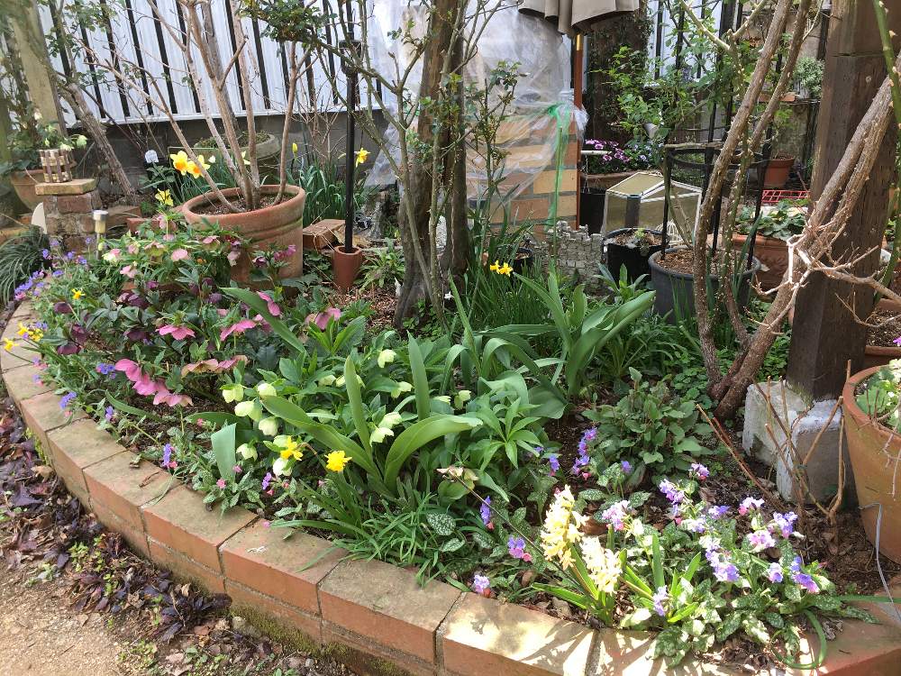 花壇の投稿画像 By Eikoの庭さん ナチュラルガーデンとローズガーデンと花のある暮らし 月3月22日 Greensnap グリーンスナップ
