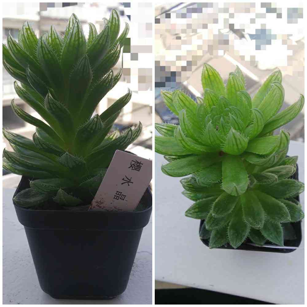 多肉植物 ハオルチアエメラルドLED錦極上斑（多肉植物
