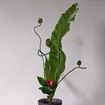 三種生けの投稿画像一覧 Greensnap グリーンスナップ