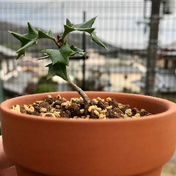 ひいらぎ 柊の投稿画像一覧 Greensnap グリーンスナップ