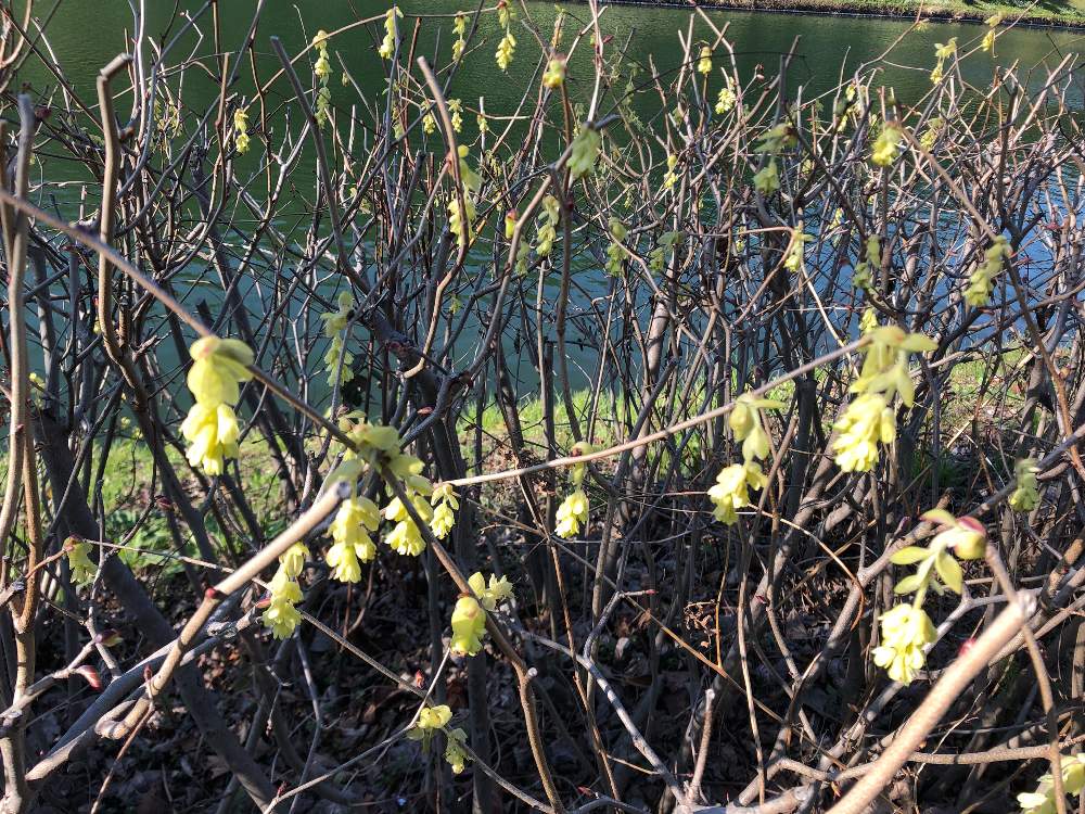 ヒョウガミズキの投稿画像 By Kazさん お散歩と花のある暮らしと皇居と氷河ミズキ 月3月22日 Greensnap グリーンスナップ