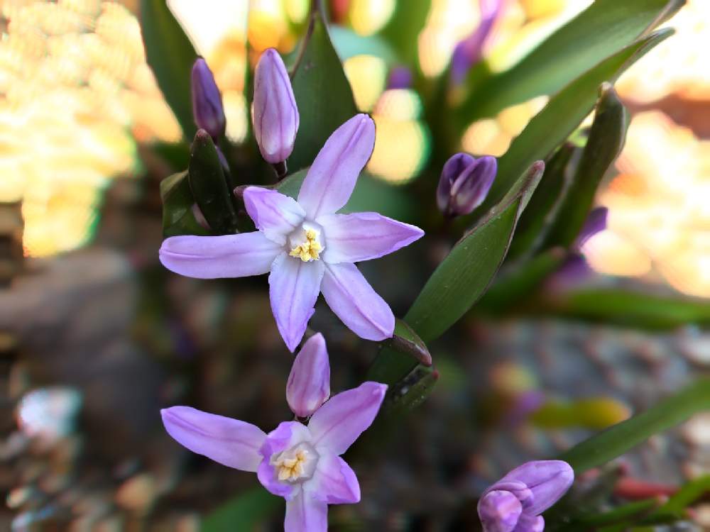 庭の隅っこで の投稿画像 By 由さん いいね ありがとうと小さい花と花のある暮らしとちいさな世界と小さな青い花と春の訪れ 月3月22日 Greensnap グリーンスナップ