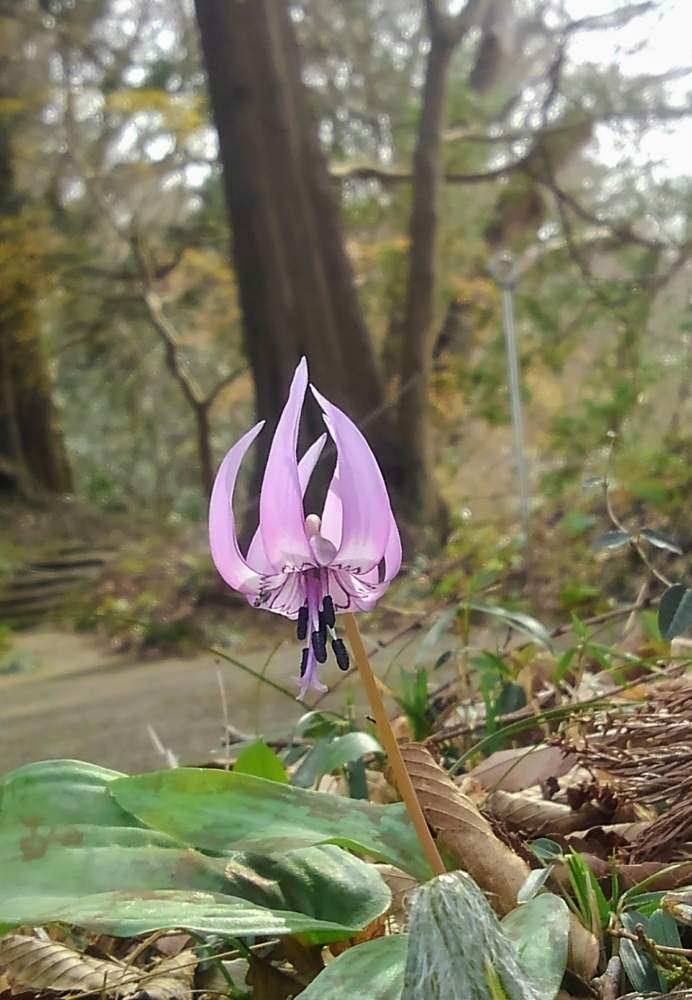 カタクリの花 スプリングエフェメラル Greensnap グリーンスナップ