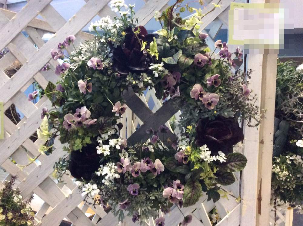 ギャザリング寄せ植えの投稿画像 By Msさん ガーデニング教室とギャザリングとリースと花のある暮らしと花が好き 月3月22日 Greensnap グリーンスナップ