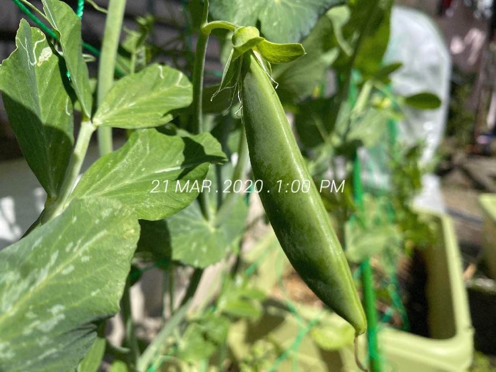 スナップエンドウの投稿画像 By みき Lv28さん えんどう豆とスナップえんどうとつる有りスナップエンドウと家庭菜園とプランターとプランター菜園と家庭菜園初心者 月3月22日 Greensnap グリーンスナップ