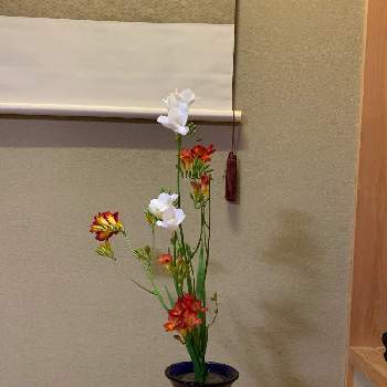 白い植物フォトコン2020の画像 by なおさんさん | 部屋と白い植物フォトコン2020と今日の一枚と今日のお花と池坊と花のある暮らし