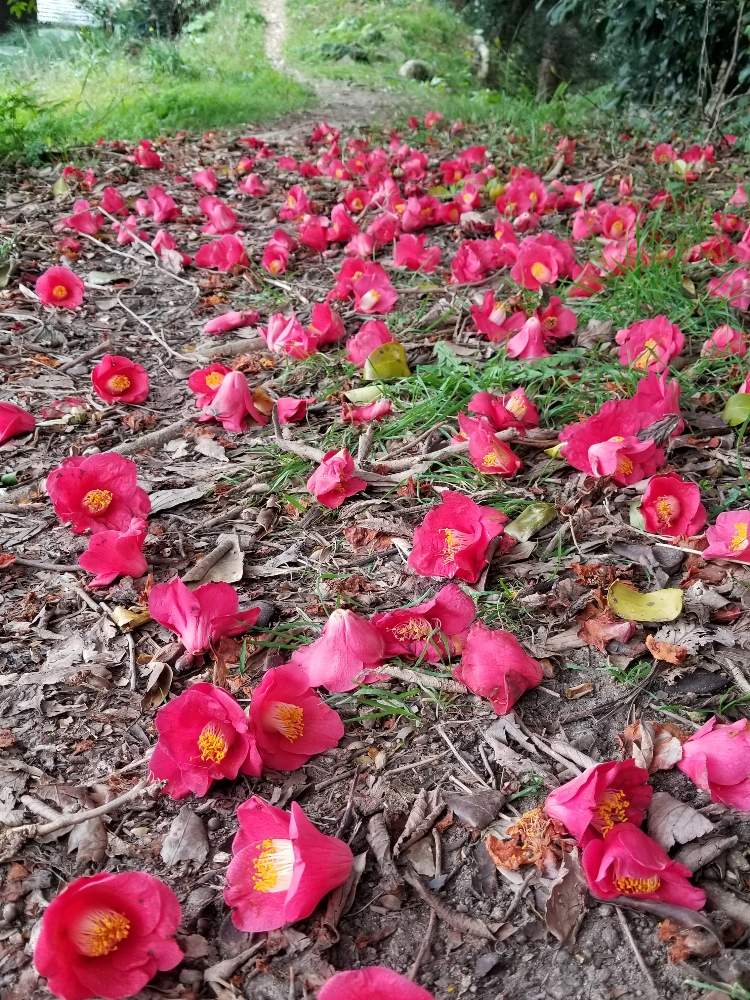 春のお花の投稿画像 By Ocarina0905さん 樹木と公園とはるが来た と赤い花と街路樹と花のある暮らしとチーム福岡 月3月22日 Greensnap グリーンスナップ