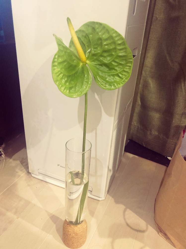 アンスリウムの投稿画像 By Mizukiさん アンスリウム と花瓶とアンスリウム緑と思い出と花のある暮らし 月3月22日 Greensnap グリーンスナップ