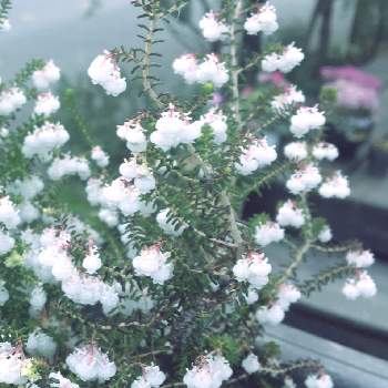 白い植物フォトコン2020の画像 by * サナ *さん | 小さな庭とエリカとスズランエリカと花のある暮らしと植物のある暮らしと白い花と植物に癒されてと白い植物フォトコン2020とシェードガーデン