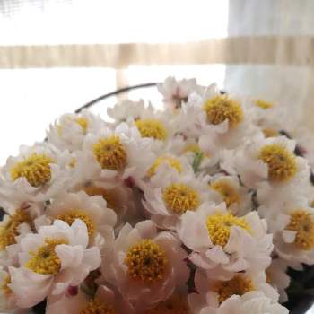 咲いてるよの画像 by ゆほちさん | 窓辺と花かんざしと可愛いよと白い植物フォトコン2020と大好きな植物と咲いてるよと白がいいねと花のある暮らしと綺麗な色