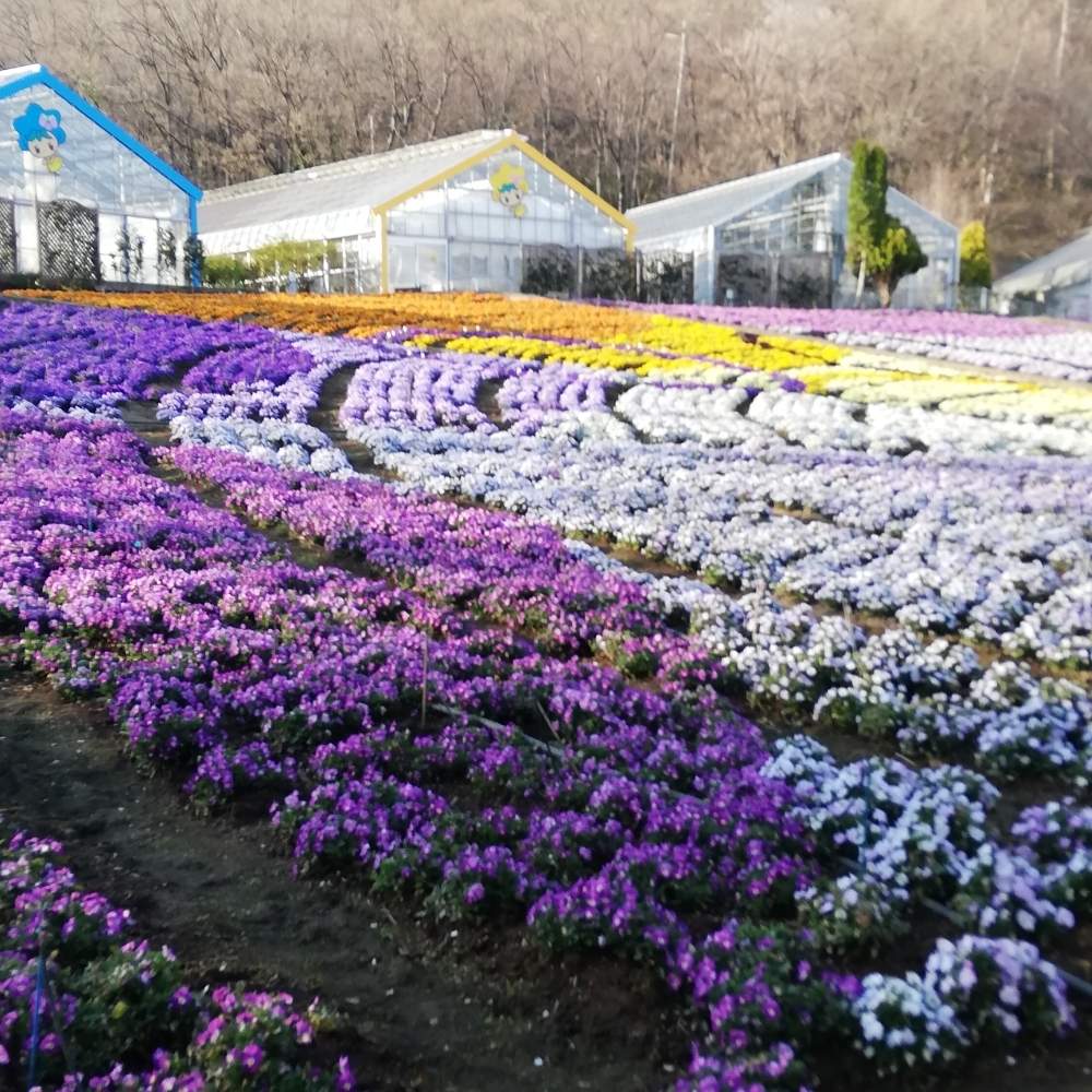 癒やされるの投稿画像 By リリーさん 春色の花とお彼岸と爽やかとやよいの空と花のある暮らしと綺麗 と素敵 と愛を込めて 月3月23日 Greensnap グリーンスナップ