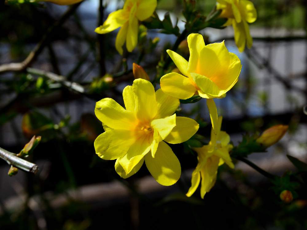 小さな庭の画像 by dai3さん | 小さな庭と黄梅と次々と咲くとカラフルと春の訪れと黄色い花と初春と花のある暮らし