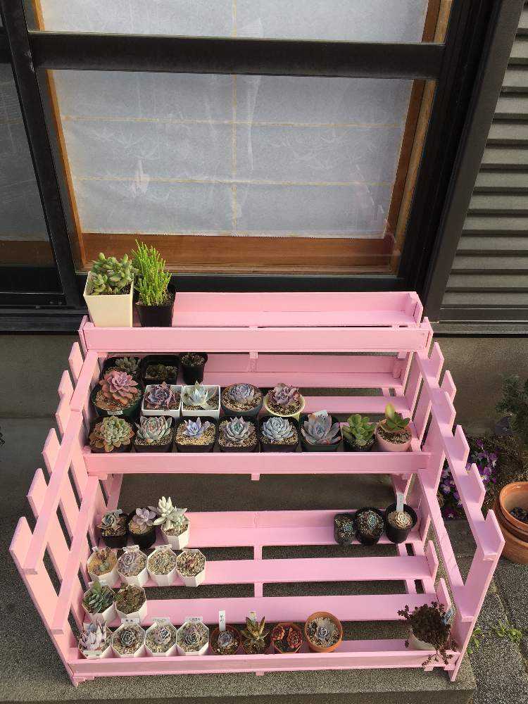 pink-rose様 多肉植物棚 GAI-80SZ1 pink-rose様 多肉植物棚 GAI-80SZ1