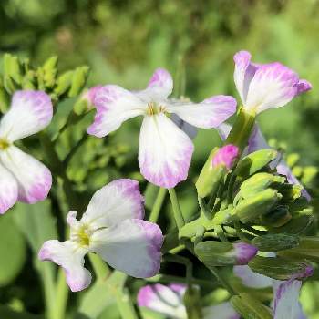 ムラサキダイコンの花の投稿画像一覧 Greensnap グリーンスナップ