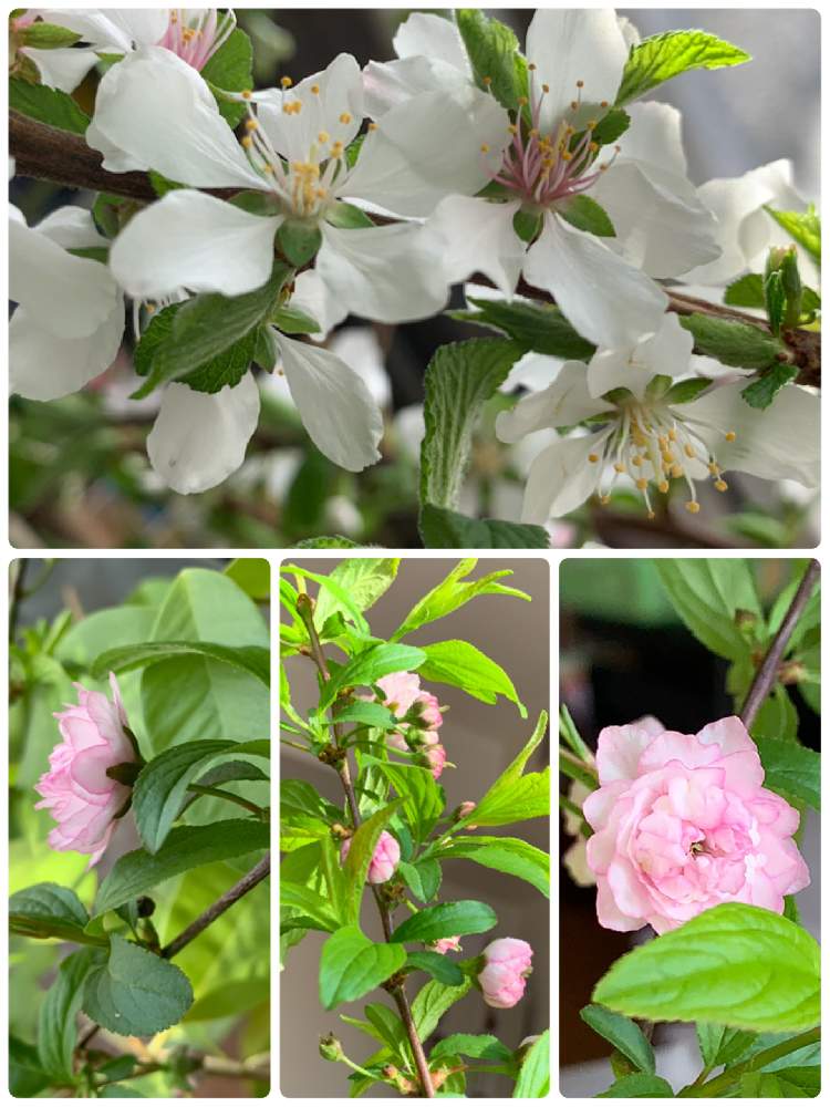 新しいコレクション ユスラウメ 花が咲かない ユスラウメ 花が咲かない