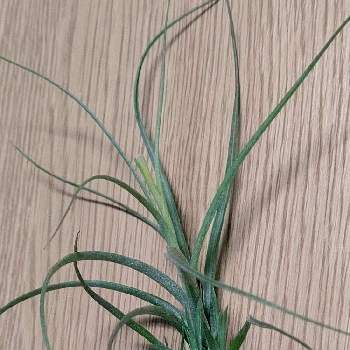 チランジア ムーンライトの投稿画像一覧 Greensnap グリーンスナップ