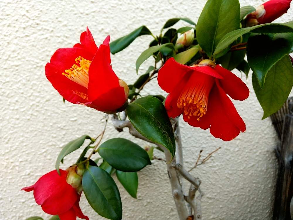 ツバキの投稿画像 By Flower Skyさん 花の咲く木と冬の花と赤い花と春の花 と花のある暮らし 月3月23日 Greensnap グリーンスナップ