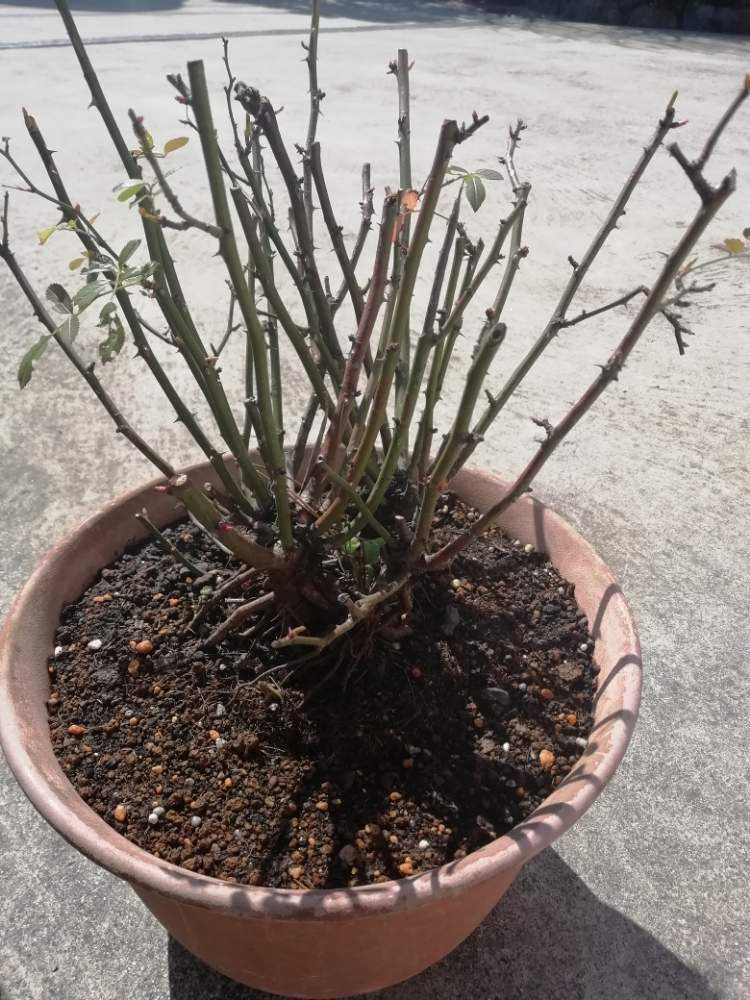 みさき③　マイクロミニバラ　追跡あり　黒ポットのまま みさき③ マイクロミニバラ 追跡あり 黒ポットのまま 植物/挿し木苗