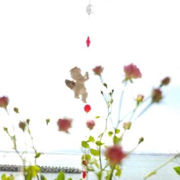 ミニ薔薇みさきの画像 by mimimintさん | 窓辺とミニ薔薇みさきと薔薇の虜。と天使♪とバラ 鉢植えとエンジェル祭りと花のある暮らしと薔薇♪