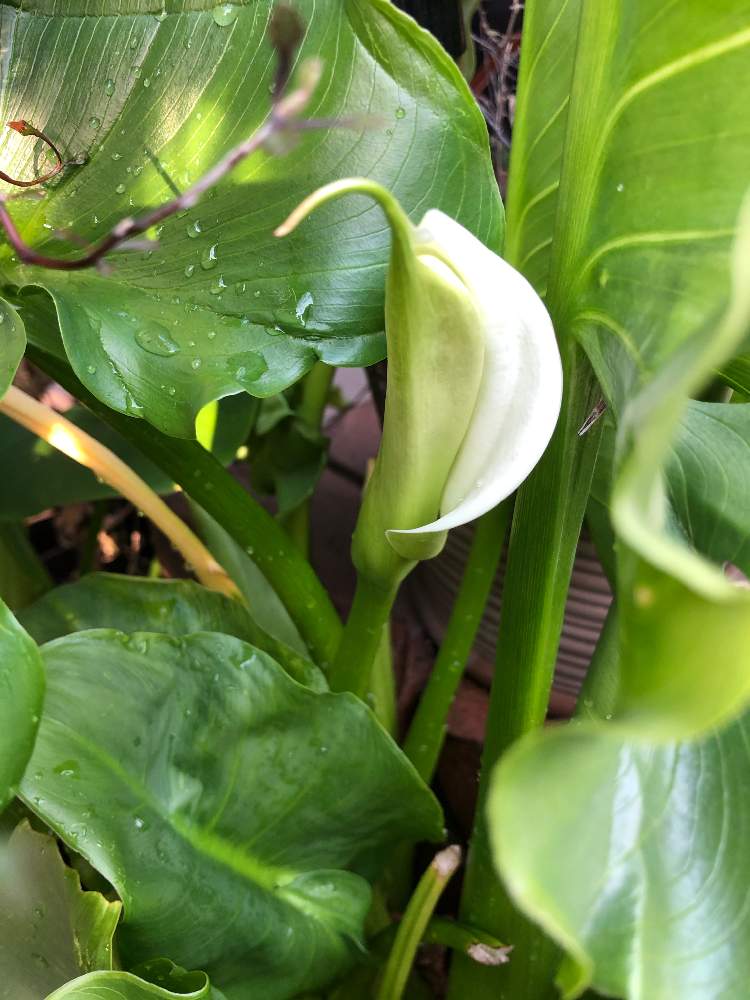 カラーの投稿画像 By ま やさん 白い花と花のある暮らしと真っ白で綺麗と植えっぱなし球根 月3月23日 Greensnap グリーンスナップ