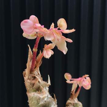 さくらベゴニアの投稿画像一覧 Greensnap グリーンスナップ