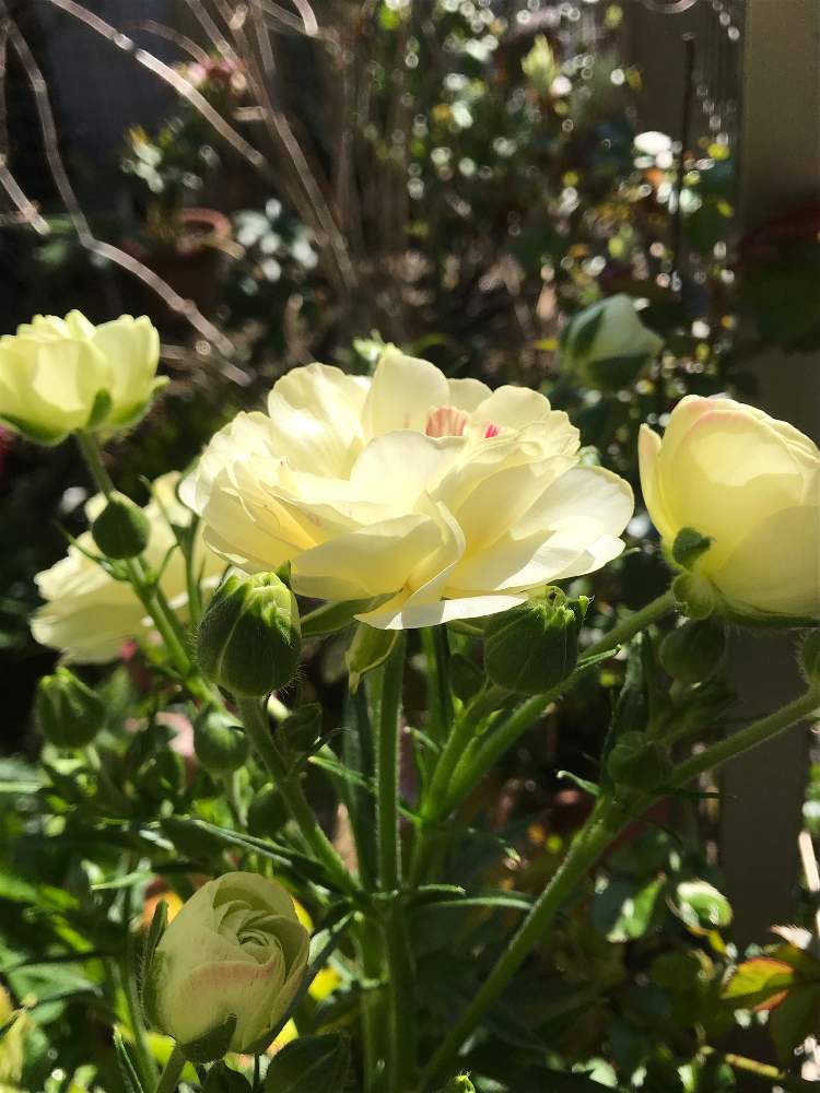 ラナンキュラスラックス ニノスの投稿画像 By Hiro 151e さん キラキラ とひかり浴びてとおきにいりとお庭の植物と花のある暮らしとお庭の宿根草 月3月23日 Greensnap グリーンスナップ